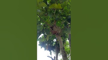 bird nest fall down?