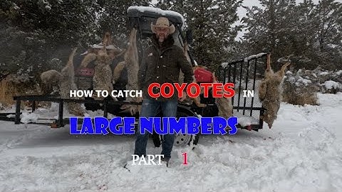 HOW TO CATCH COYOTES IN LARGE NUMBERS- Part 1