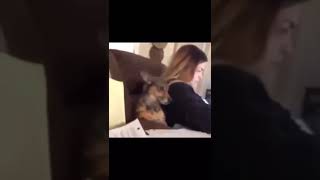 Ay Şu Köpeğe Bak Nasılda Riyor Korona Çıktı Köpekler Riyor