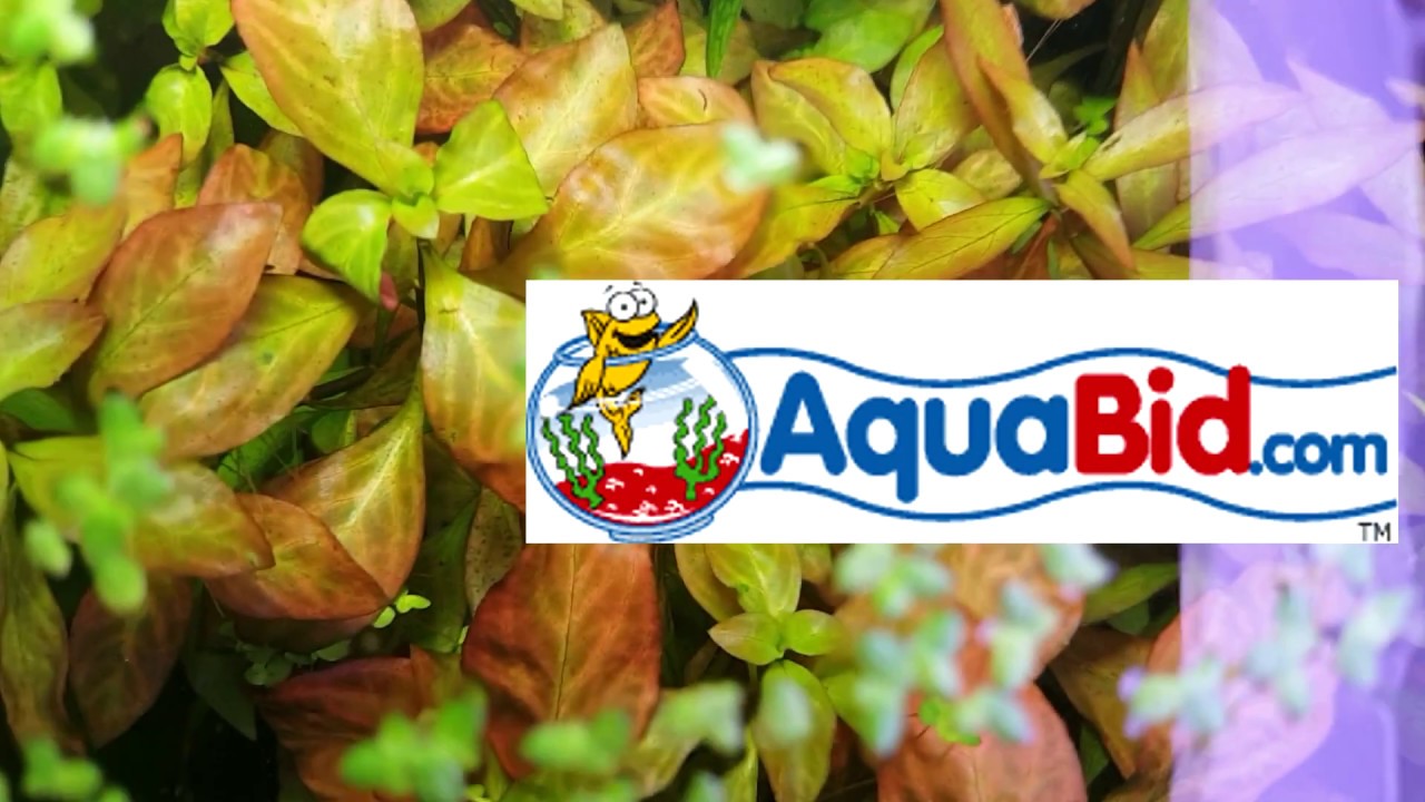 How I Ship Aquarium Plants (Via Envelope)