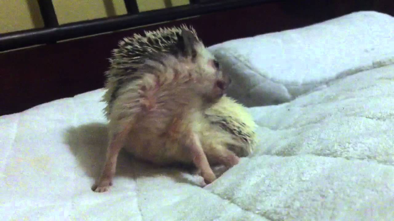 What Happens When You Let a Hedgehog Sleep On Your Pillow? YouTube