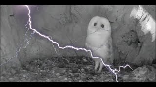 Baby Owl Get Scared By Thunder...🌩🌩🦉