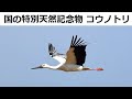 超近場スクープ 国の特別天然記念物コウノトリが我が家の真ん前の田んぼで 2023 04 02