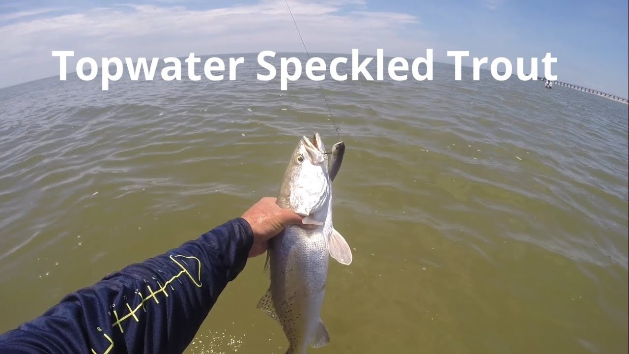 Topwater Speckled Trout in the Surf YouTube