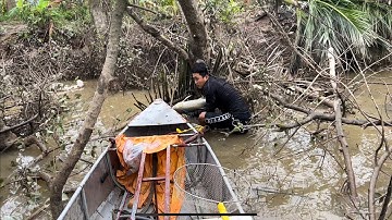 Mưa lũ về nhiều cá thế này bắt cá trắm khủng thực tế trong gốc cây lấy. Kích cá nước ngọt lợ 22fet