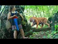 beautiful girl survive from tiger in jungle eating palm tree natural food