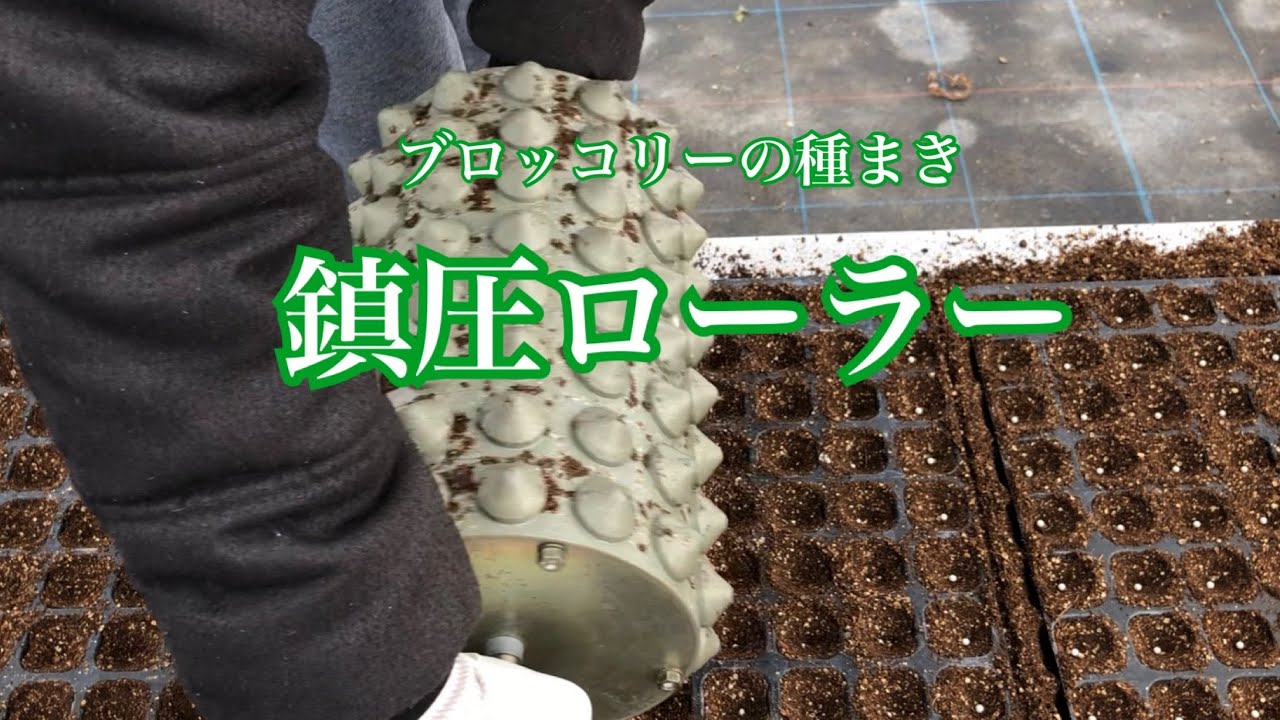 鎮圧ローラーを使うブロッコリーの種まき75枚/128穴トレイに窪みを 