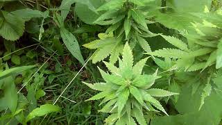 75percent duckfoot curious cannabis connoisseur