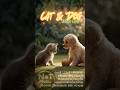 ดนตรีบรรเลง ผ่อนคลาย ฟังสบายๆ I Cat&Dog Music Lo-fi #เพลงฟังสบาย #lofi #เพลงทำงาน #chill