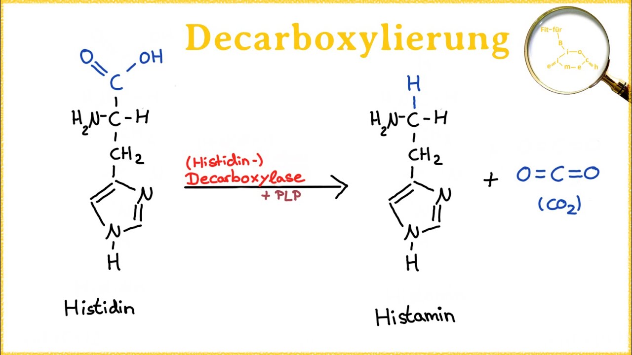Wo Findet Die Oxidative Decarboxylierung Statt Die Decarboxylierung - Entstehung biogener Amine aus Aminosäuren - YouTube