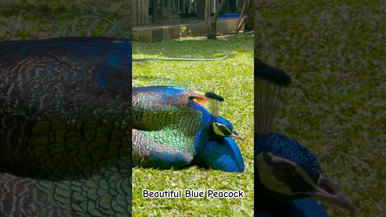 Beautiful Blue Peacock 