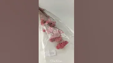 Рисовый цветок (Озотамнус)