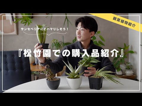 Plant Purchase Introduction] SHOUCHIKUEN's Sansevieria is amazing