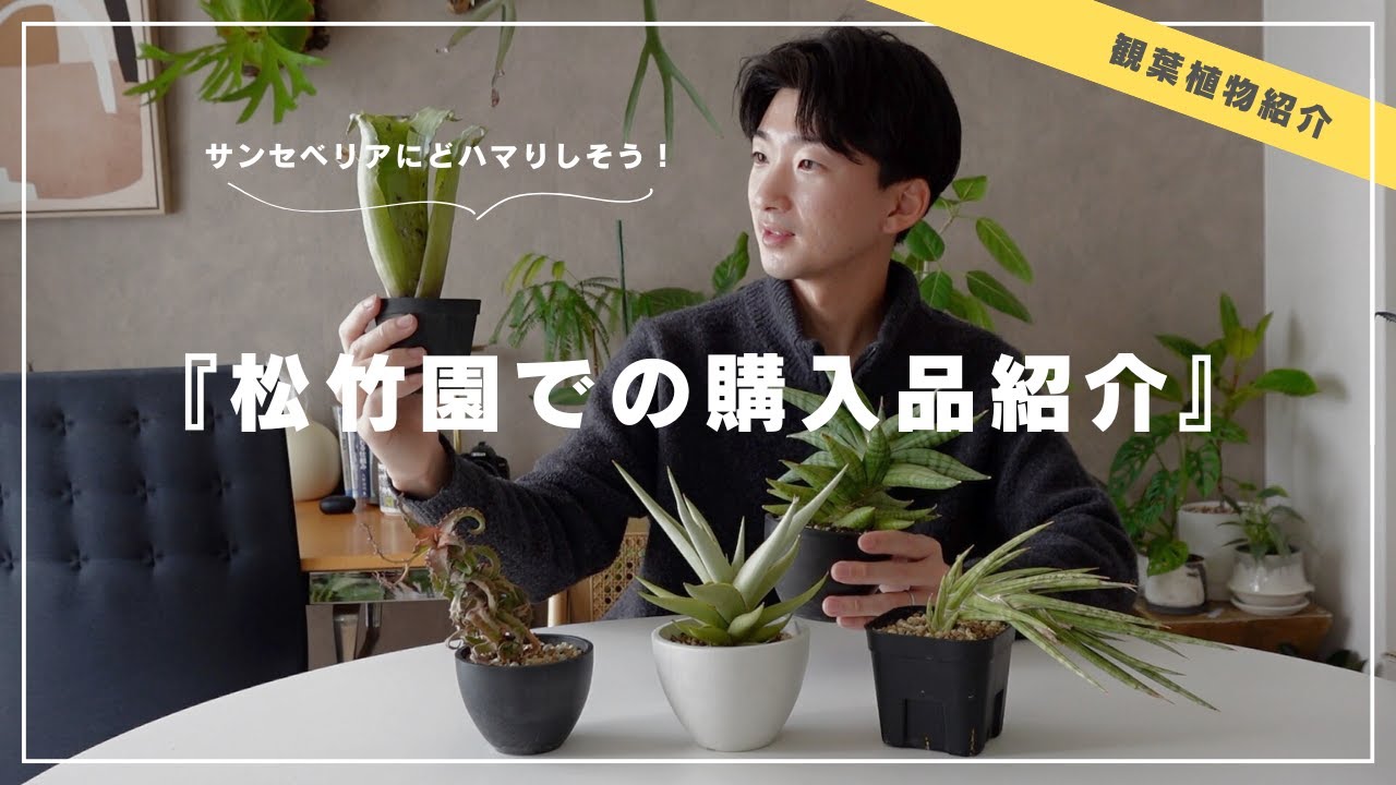Plant Purchase Introduction] SHOUCHIKUEN's Sansevieria is amazing
