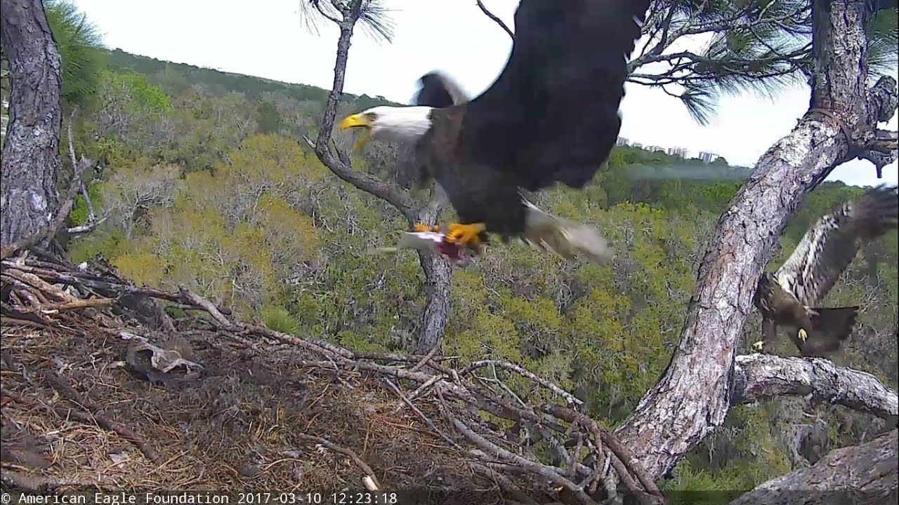 aef nefl eagle nest 03 10 17 is romeo driving hope home aef nefl eagle nest 03 10 17 is romeo driving hope home