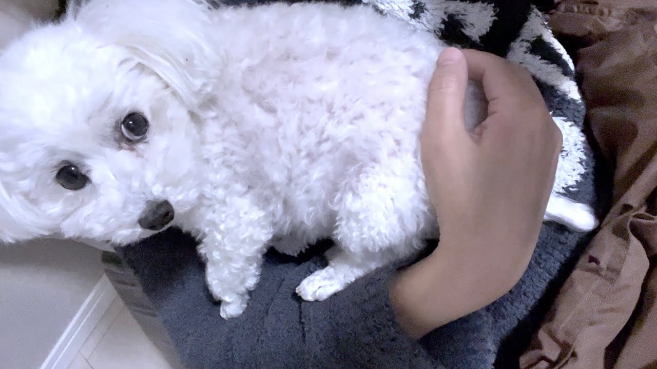 愛犬と思い出の場所に行ったが即帰宅する羽目になり不満爆発