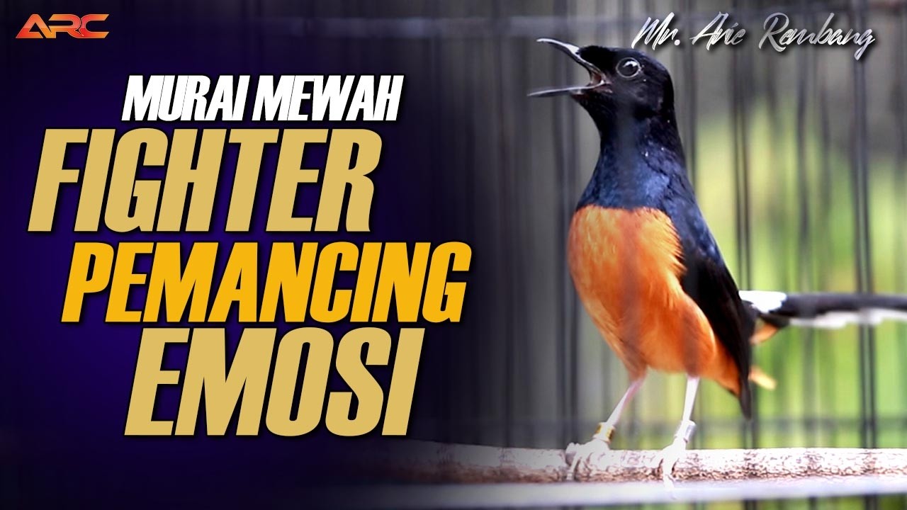 PANCINGAN EMOSI MURAI PASTOL MALAS CEPAT GACOR NGEPLONG KELUARIN MATERI ISIAN