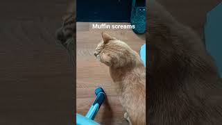 Steven Muffin Man Is Demanding Wet Food