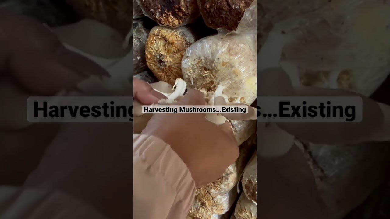 ⁣How to harvest Mushrooms, super exciting! Agribusiness How It Works