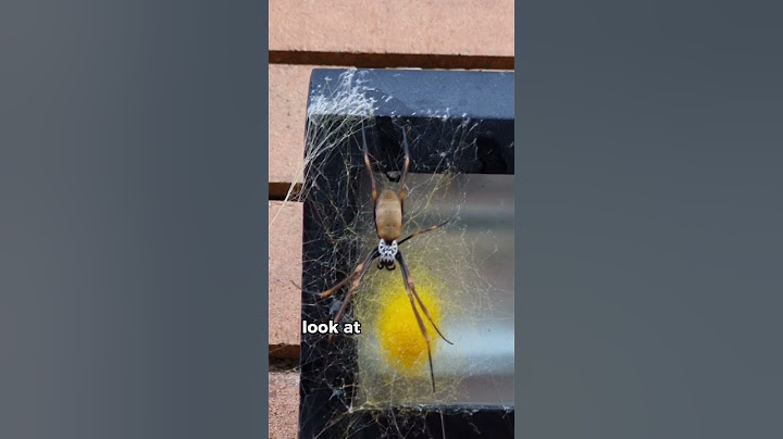 Ausztráliában pókok vannak körülöttünk 🇦🇺 😫