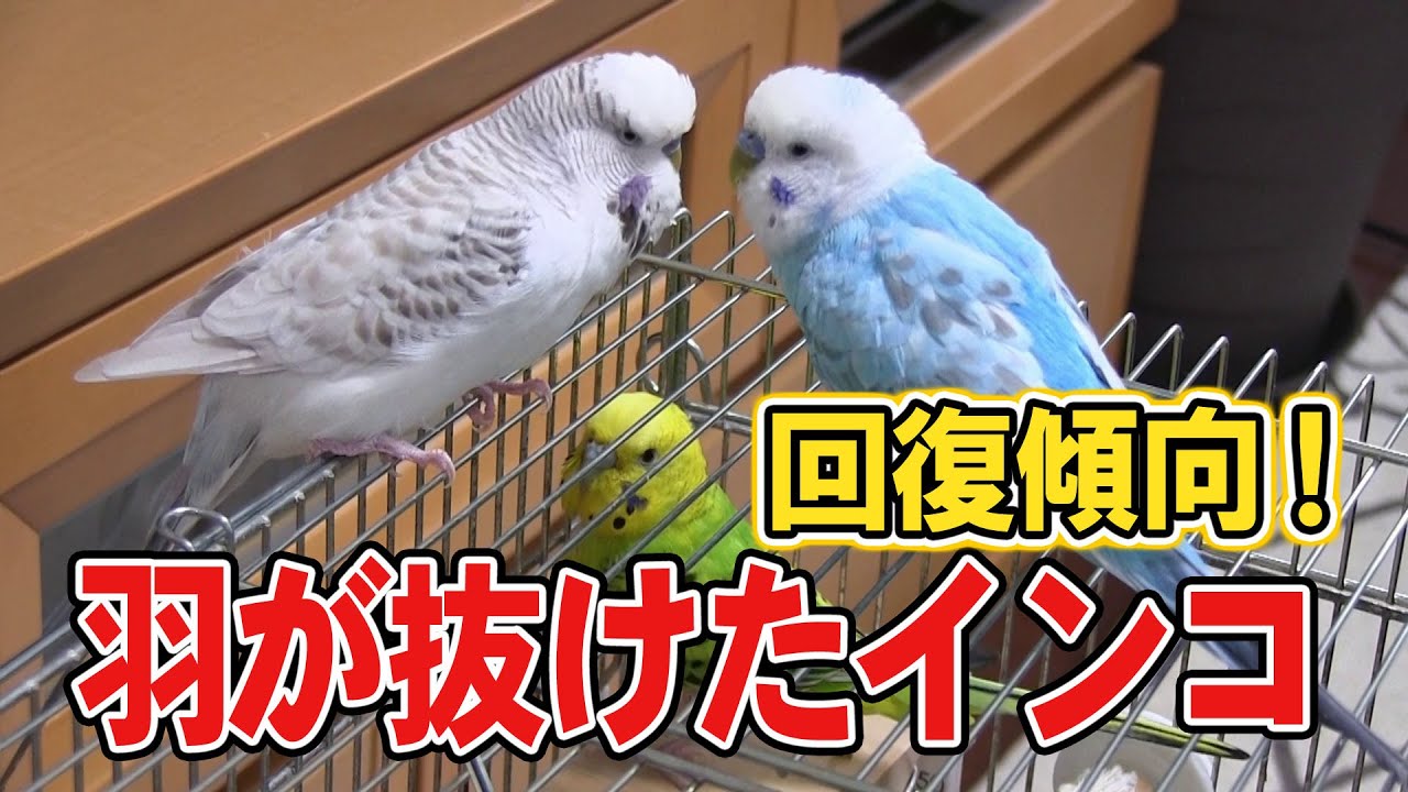 【ジャンボセキセイインコ】羽が抜けたインコのその後