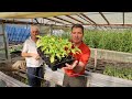 Croatia: Greenhouse Deaf Owner
