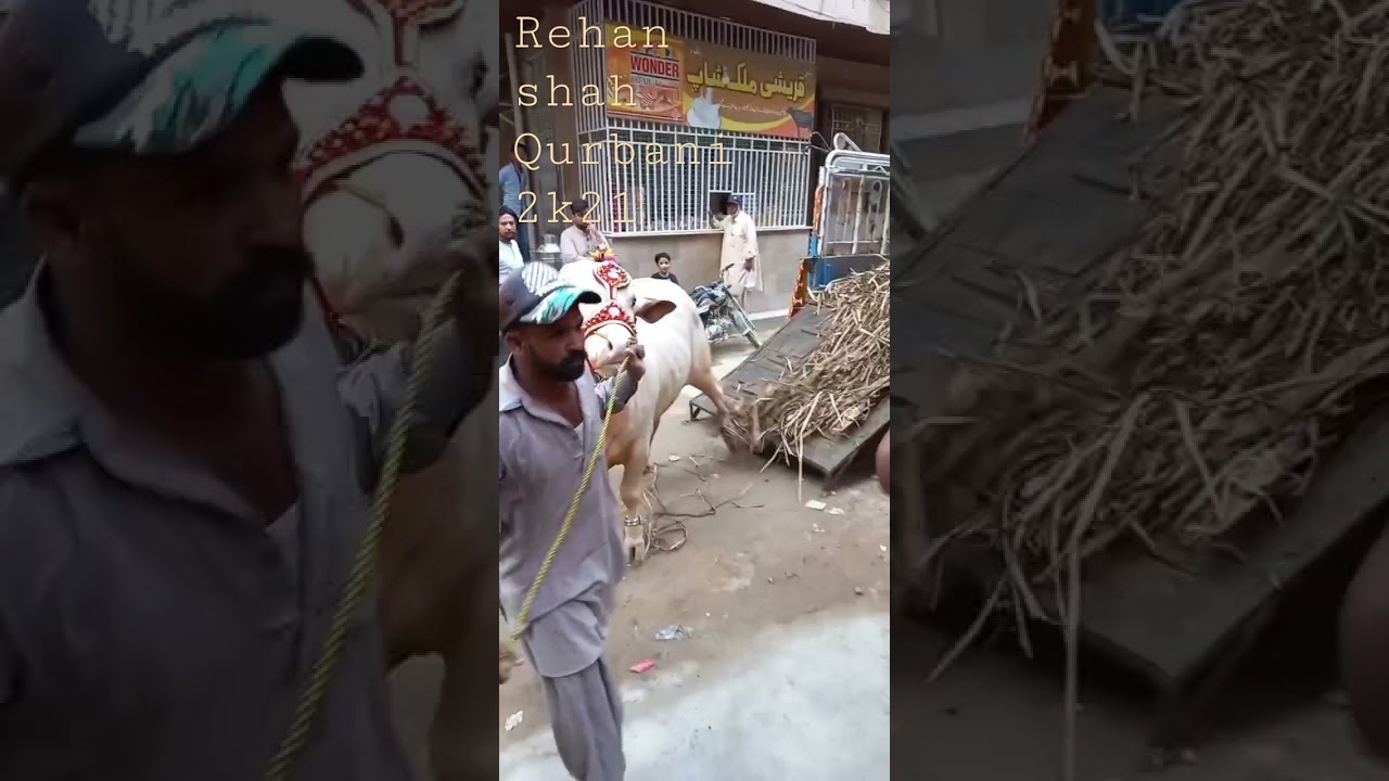 Rehan shah Qurbani with cattle Junoon 🐂💓 MASHALLAH 💓