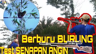 BERBURU BURUNG.Test SENAPAN ANGIN SHARP RIVER NAGA