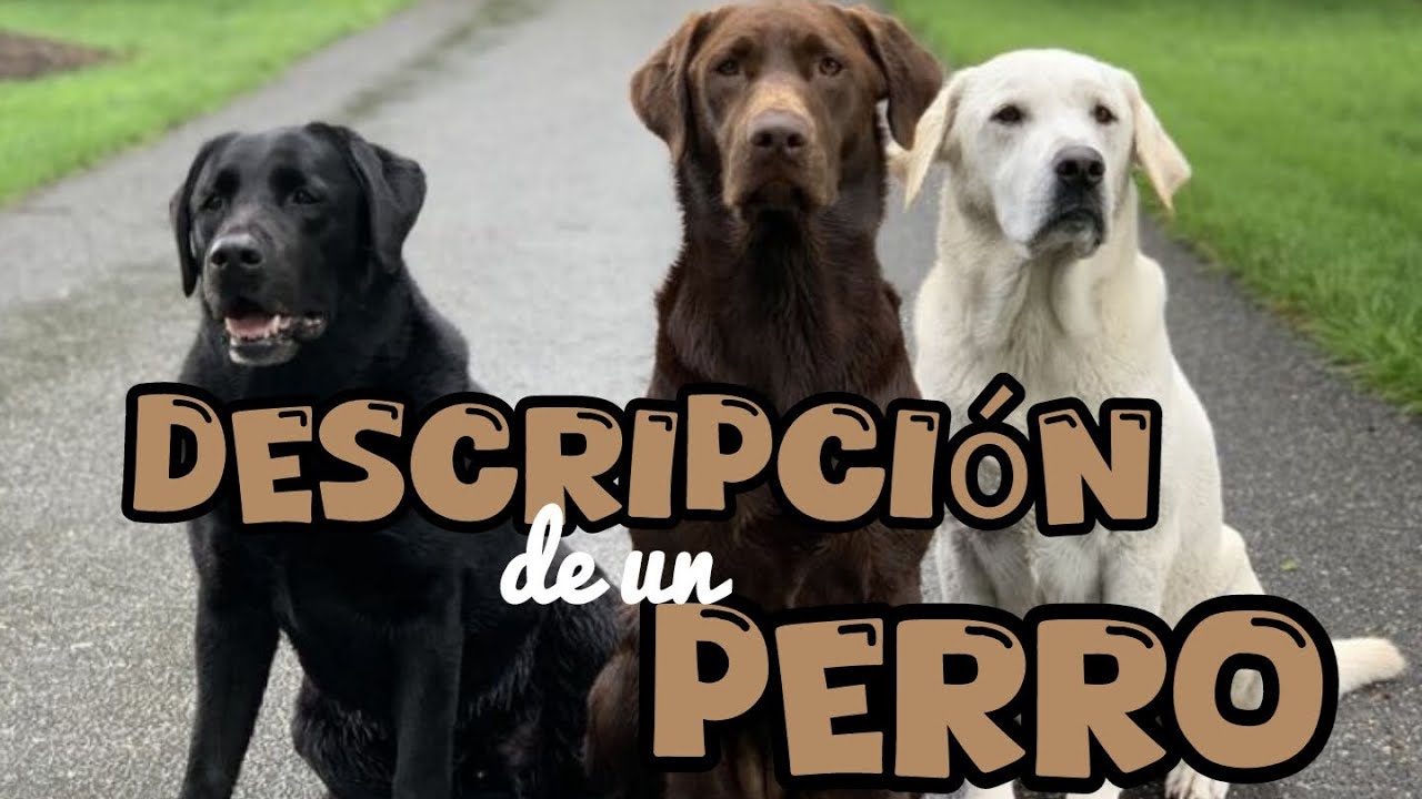 Descripción de un perro en inglés y español | description of a dog