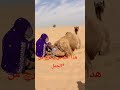 هذا القماش يخرج من الجمل* 🐪🐫🐫