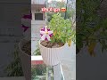 #सोच में फूल #ytshorts #gardeningideas #plants #new trending video