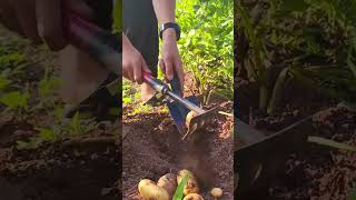 Digging up the soil with a small hand hoe to harvest fresh potatoes from the garden bed