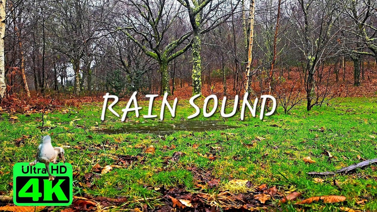 Sonidos de la lluvia en el bosque, duerme profundamente, 432Hz - YouTube