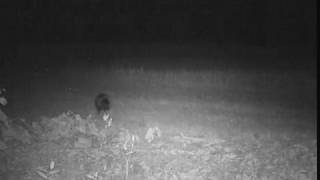 Porcupine 2016 0718 Cam81 VID4792 Neat Porcupine