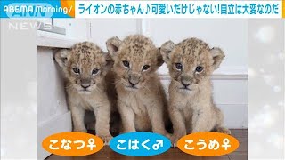 3つ子ライオン赤ちゃん　自立に“母の愛”は不要？(2020年9月11日)