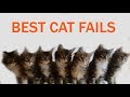 Best Cat Fails: #1 | FAIL.GROUP