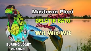 Masteran Pleci Malam Hari Tembakan Gelatik Batu Sambung Wit Wit Wit