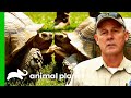 100lb Tortoise Finds The Perfect Place To Live | Lone Star Law