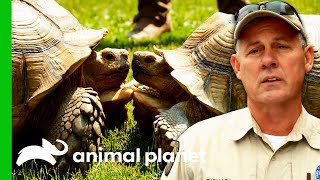 100lb Tortoise Finds The Perfect Place To Live | Lone Star Law 100lb Tortoise Finds The Perfect Place To Live | Lone Star Law