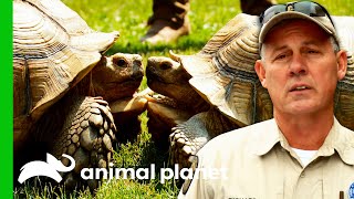 100lb Tortoise Finds The Perfect Place To Live | Lone Star Law