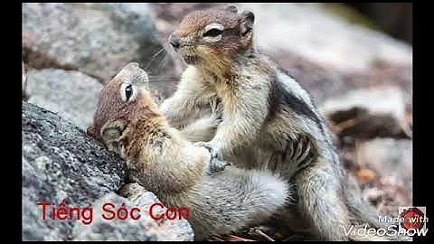 Tiếng sóc đất.