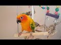 Funny Parrots - Funniest And Cutest Parrots 2018