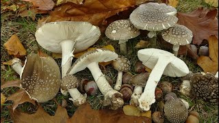 Amanita Excelsa Amanita Spissa Grey Spotted Amanita 4K