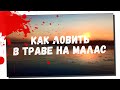 Как ловить в траве на Малас! Исследование нового жабовника