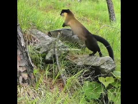 Encounter with inquisitive Yellow throated Marten #himalayanwildlife