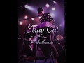 Stray Cat／ビッケブランカ