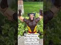 New Mafex Wolverine Brown ver Comic action figure in stock at Titan Toyz coupon code sammy