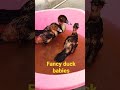 fancy duck babies