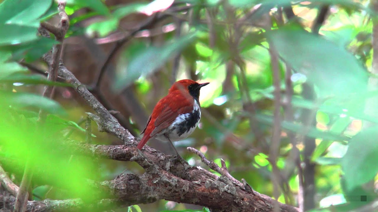 アカヒゲ（3）奄美 - Ryukyu robin - 国指定天然記念物,国内希少野生動植物種 - Wild Bird - 野鳥 動画図鑑