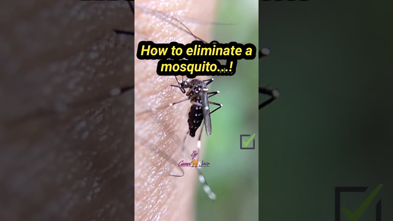 How To Eliminate Mosquitoes! #shortsfunny #shortsfunnyanimals #shortsfunnyvideo #viral #foryou #مصر